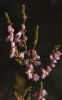 Calluna vulgaris (L.) Hull