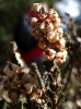 Calluna vulgaris (L.) Hull