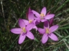 Centaurium 1/2 Centaurium 1/2
