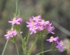 Centaurium Centaurium