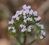 Centranthus calcitrapae (L.) Dufr.