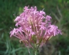 Centranthus lecoqii ? 2/4