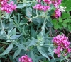 Centranthus ruber (L.) DC. subsp. ruber