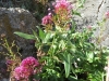 Centranthus ruber (L.) DC. subsp. ruber