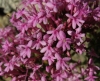 Centranthus ruber 2/2 (a confirmar)