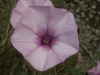 Convolvulus althaeoides L. Convolvulus althaeoides L.