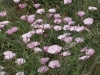 Convolvulus althaeoides L.