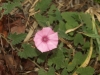 Convolvulus althaeoides L.