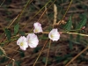 Convolvulus arvensis L.