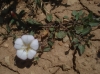 Convolvulus arvensis L.