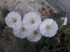 Convolvulus arvensis L.