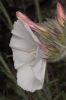 Convolvulus lanuginosus Desr. Convolvulus lanuginosus Desr.