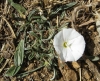 Convolvulus lineatus L. Convolvulus lineatus L.