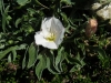 Convolvulus lineatus L.