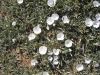 Convolvulus lineatus L.