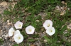 Convolvulus arvensis L.