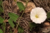 Convolvulus arvensis L.