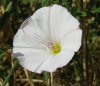 Convolvulus arvensis L.