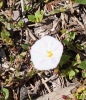 Convolvulus arvensis L.