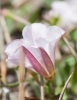 Convolvulus arvensis L.