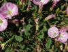 Convolvulus arvensis L.