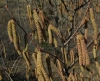 Corylus avellana L.
