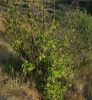 Corylus avellana L.