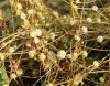 Cuscuta Cuscuta