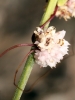 Cuscuta epithimum ? 1/2 Cuscuta epithimum ? 1/2