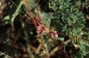 Cuscuta sp. Cuscuta sp.
