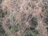 Cuscuta sp. Cuscuta sp.