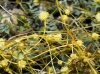 Cuscuta 1 de 2