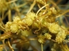 Cuscuta 2 de 2