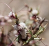 Cuscuta epithymum ?