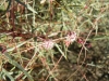 Cuscuta sp