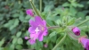 Epilobium hirsutum L. Epilobium hirsutum L.