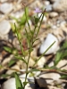 Epilobium roseum ? 2/6
