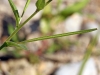 Epilobium roseum ? 4/6