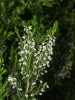 Erica arborea L.
