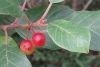 Frangula alnus Mill. subsp. alnus