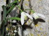 Galanthus nivalis L. Galanthus nivalis L.