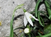 Galanthus nivalis L. Galanthus nivalis L.