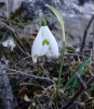 Galanthus nivalis L. Galanthus nivalis L.