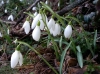 Galanthus nivalis L. Galanthus nivalis L.