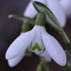 Galanthus nivalis L.