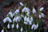 Galanthus nivalis L. Galanthus nivalis L.