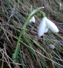 Galanthus nivalis L. Galanthus nivalis L.