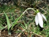Galanthus nivalis L. Galanthus nivalis L.