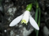 Galanthus nivalis L. Galanthus nivalis L.