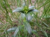 Gentiana cruciata L.